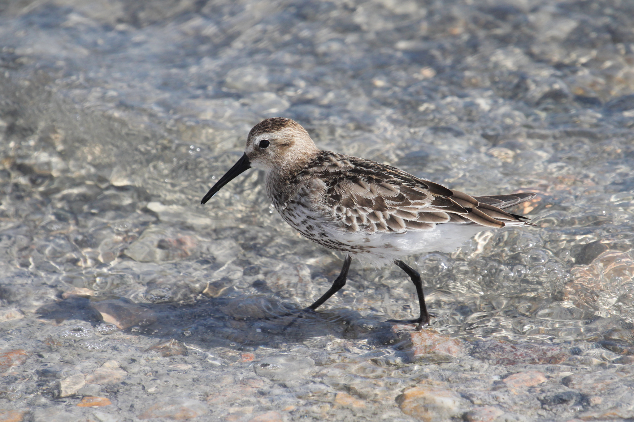 Canon EF 100-400mm F4.5-5.6L IS USM sample photo. Dashing dunlin photography