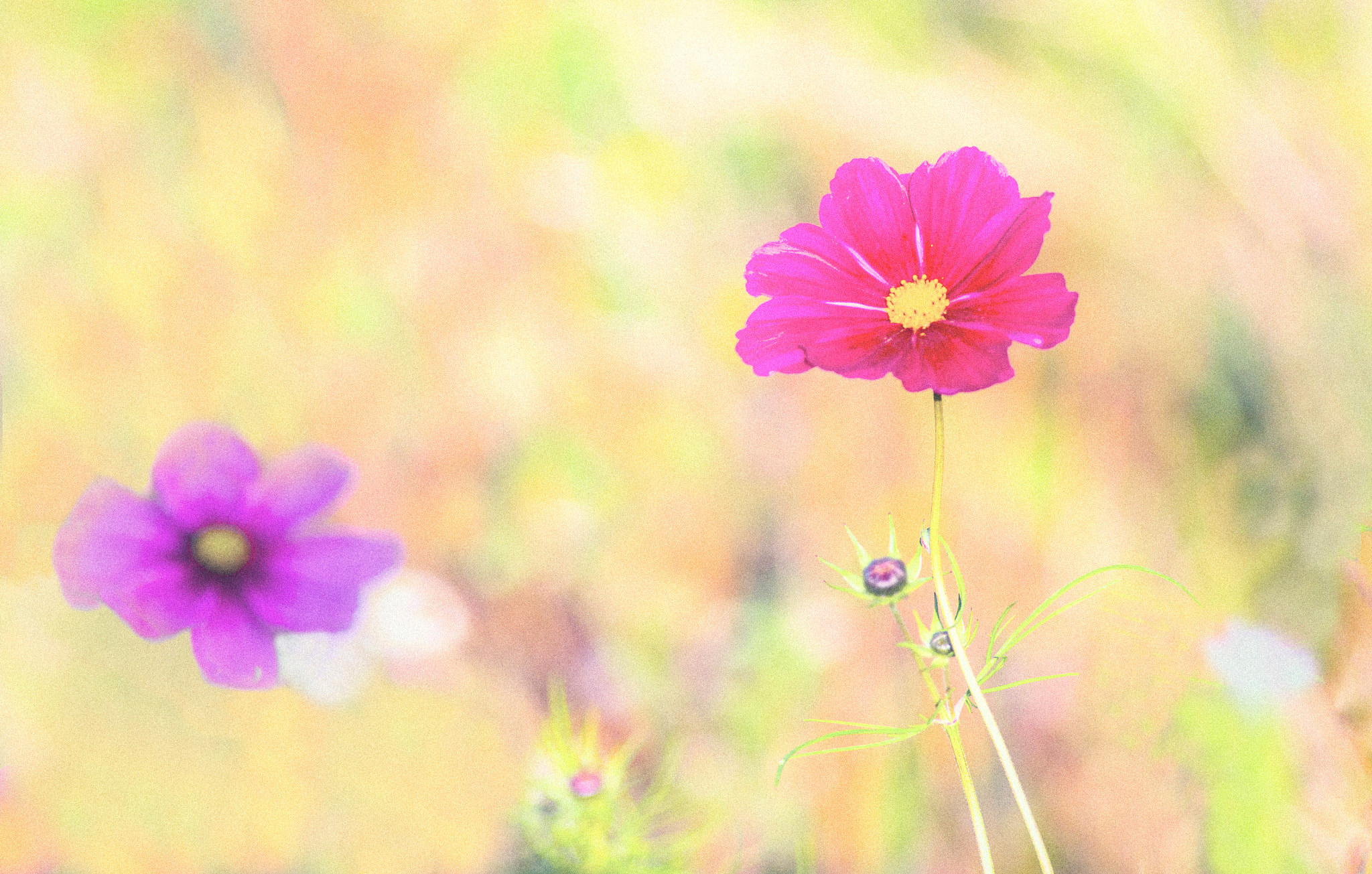 AF Zoom-Nikkor 80-200mm f/2.8 ED sample photo. Summer breeze photography