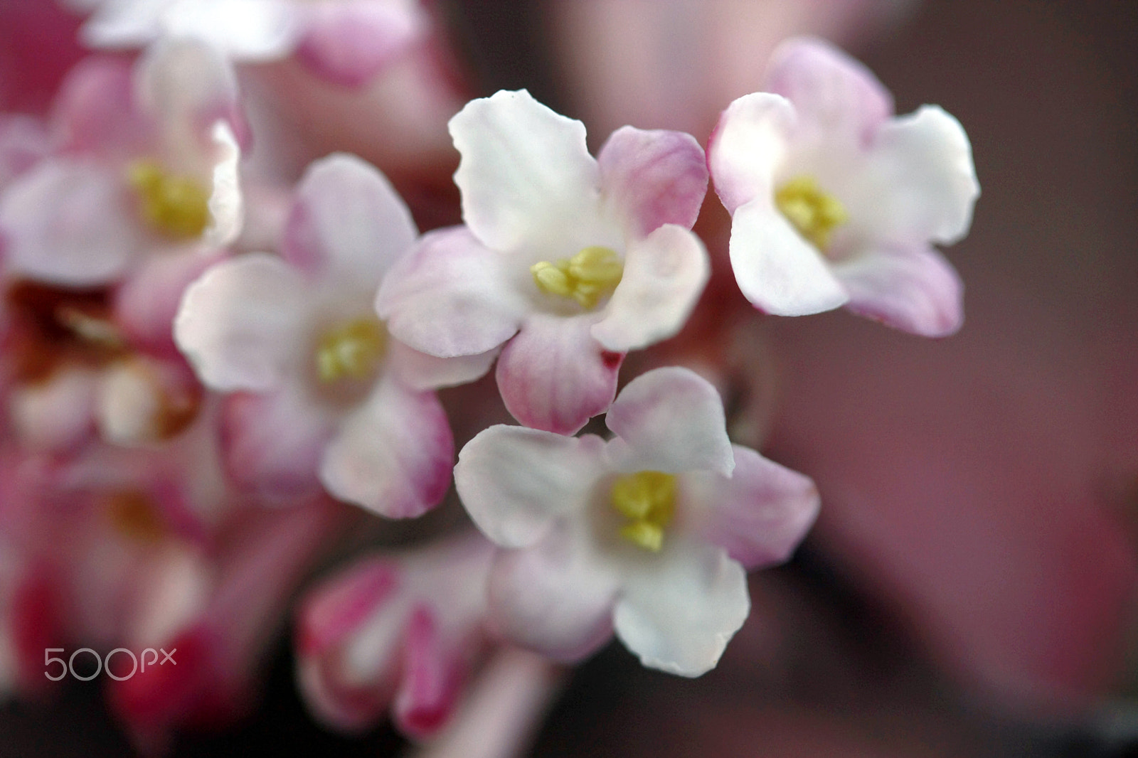 Canon EF-S 60mm F2.8 Macro USM sample photo. Winterblüte photography