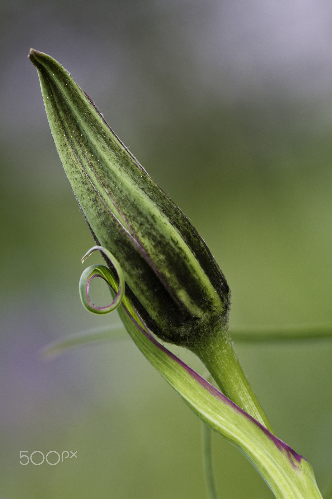 Canon EOS 7D + Canon EF 100mm F2.8L Macro IS USM sample photo. Dekorative knospe photography