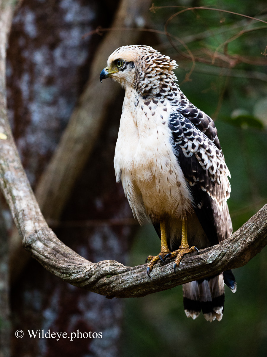 Canon EF 300mm F2.8L IS II USM sample photo. Crested serpent eagle photography