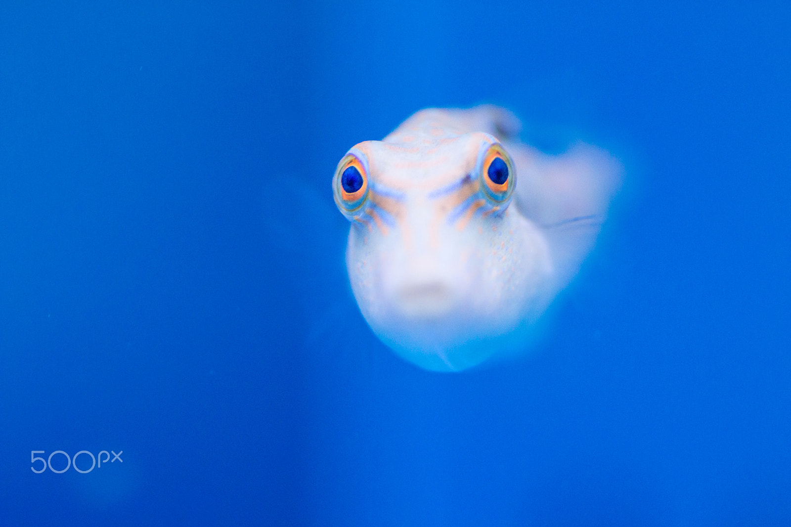 Sigma 105mm F2.8 EX DG Macro sample photo. Spotted sharpnose puffer photography