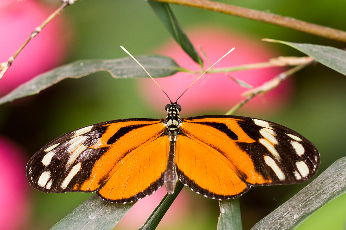 Canon EOS 7D + Canon EF 100mm F2.8L Macro IS USM sample photo. Buttefly heliconius photography