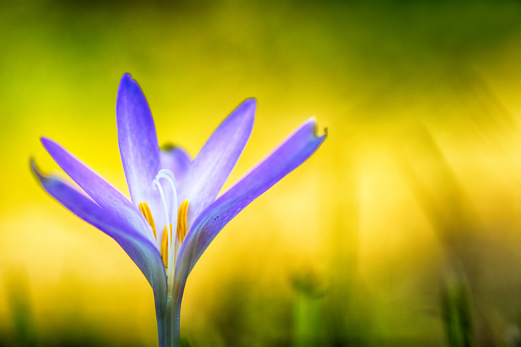 Nikon AF-S Micro-Nikkor 105mm F2.8G IF-ED VR sample photo. Autumn crocus photography