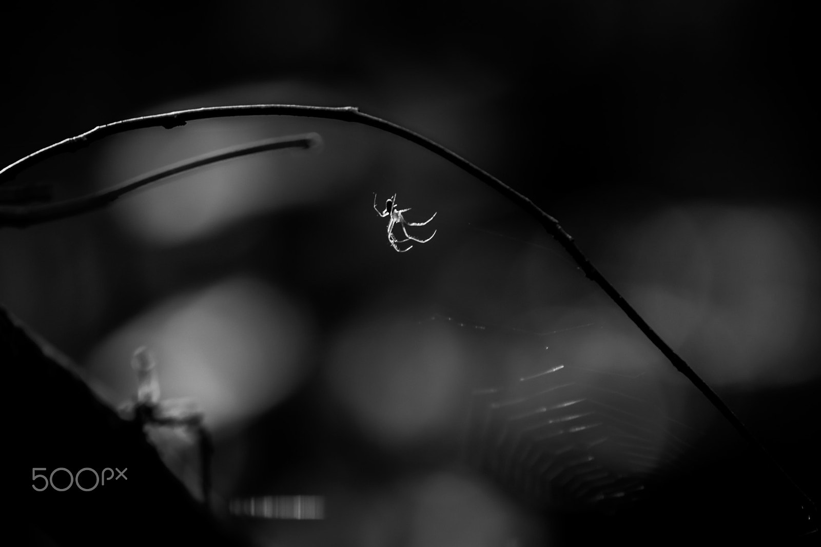 Sigma 70-200mm F2.8 EX DG OS HSM sample photo. Spider bnw capture photography