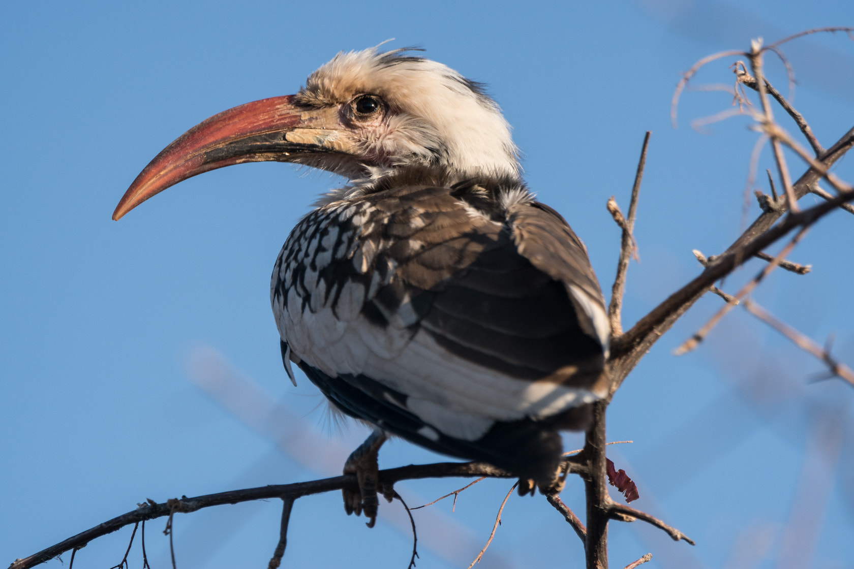 Sony ILCA-77M2 sample photo. Red billed hornbill, namibia photography