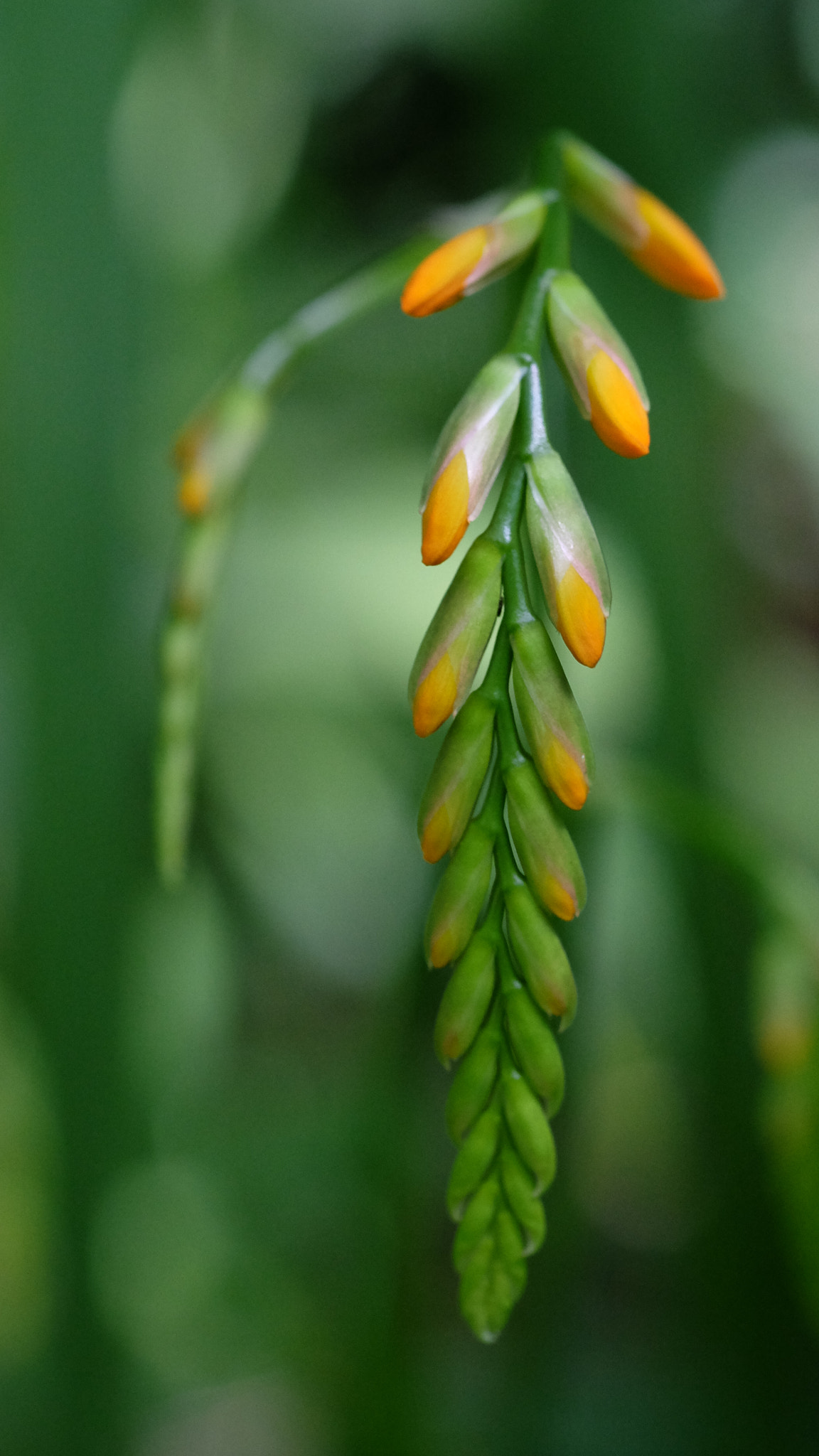 Fujifilm X-T1 + Fujifilm XF 60mm F2.4 R Macro sample photo. Budding photography