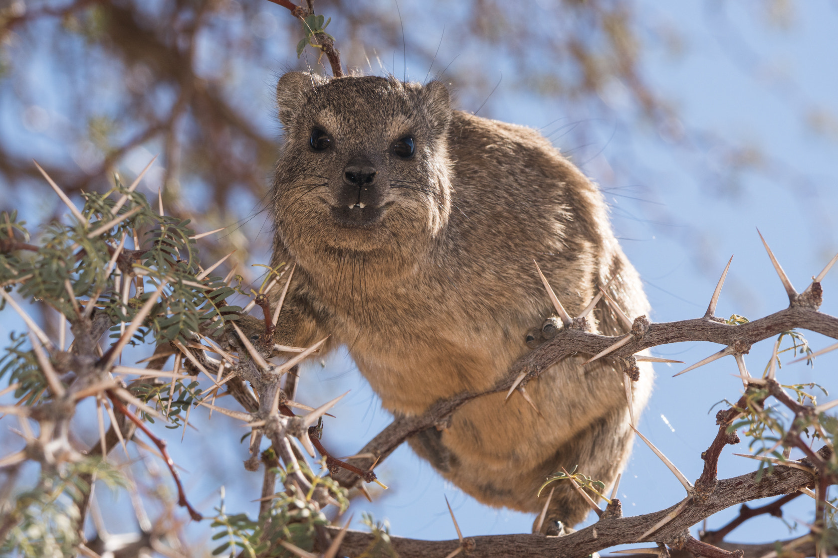 Sony 70-400mm F4-5.6 G SSM II sample photo. Rock dazzy, namibia photography