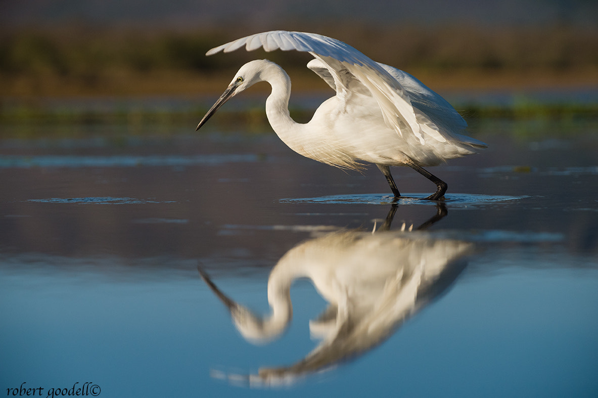 Nikon D4 sample photo. Little egret,egretta garzetta,in waterhole with reflection,zimanga,south africa photography
