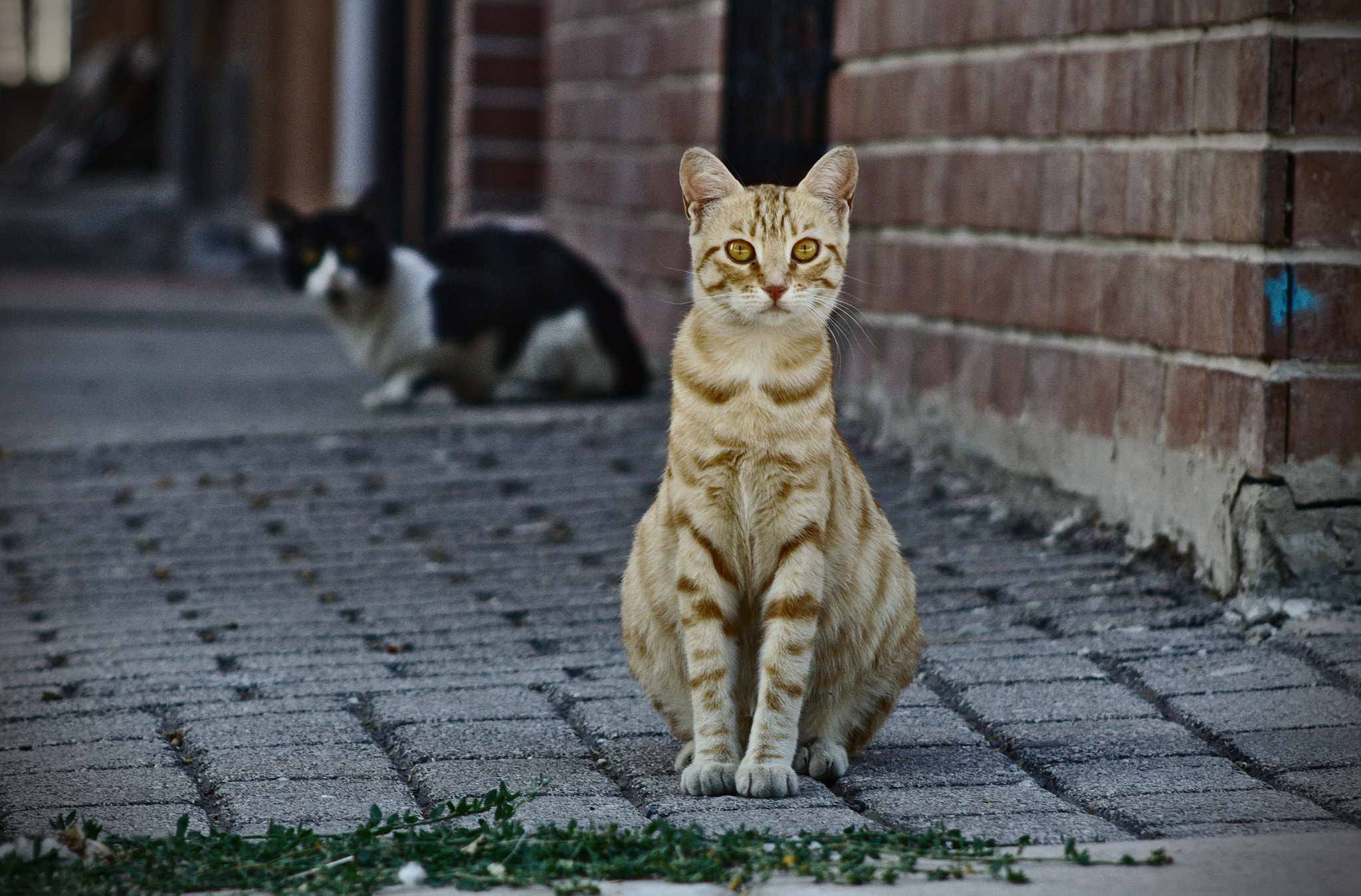 Canon EOS 650D (EOS Rebel T4i / EOS Kiss X6i) sample photo. Cats on the city photography