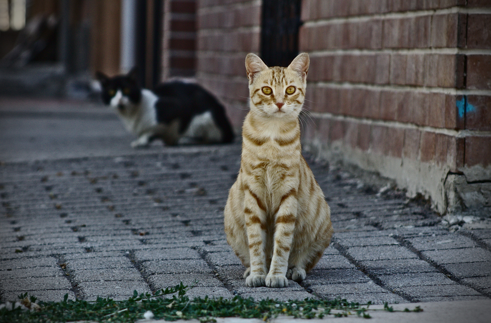Canon EF 75-300mm f/4-5.6 USM sample photo. Cats on the city photography