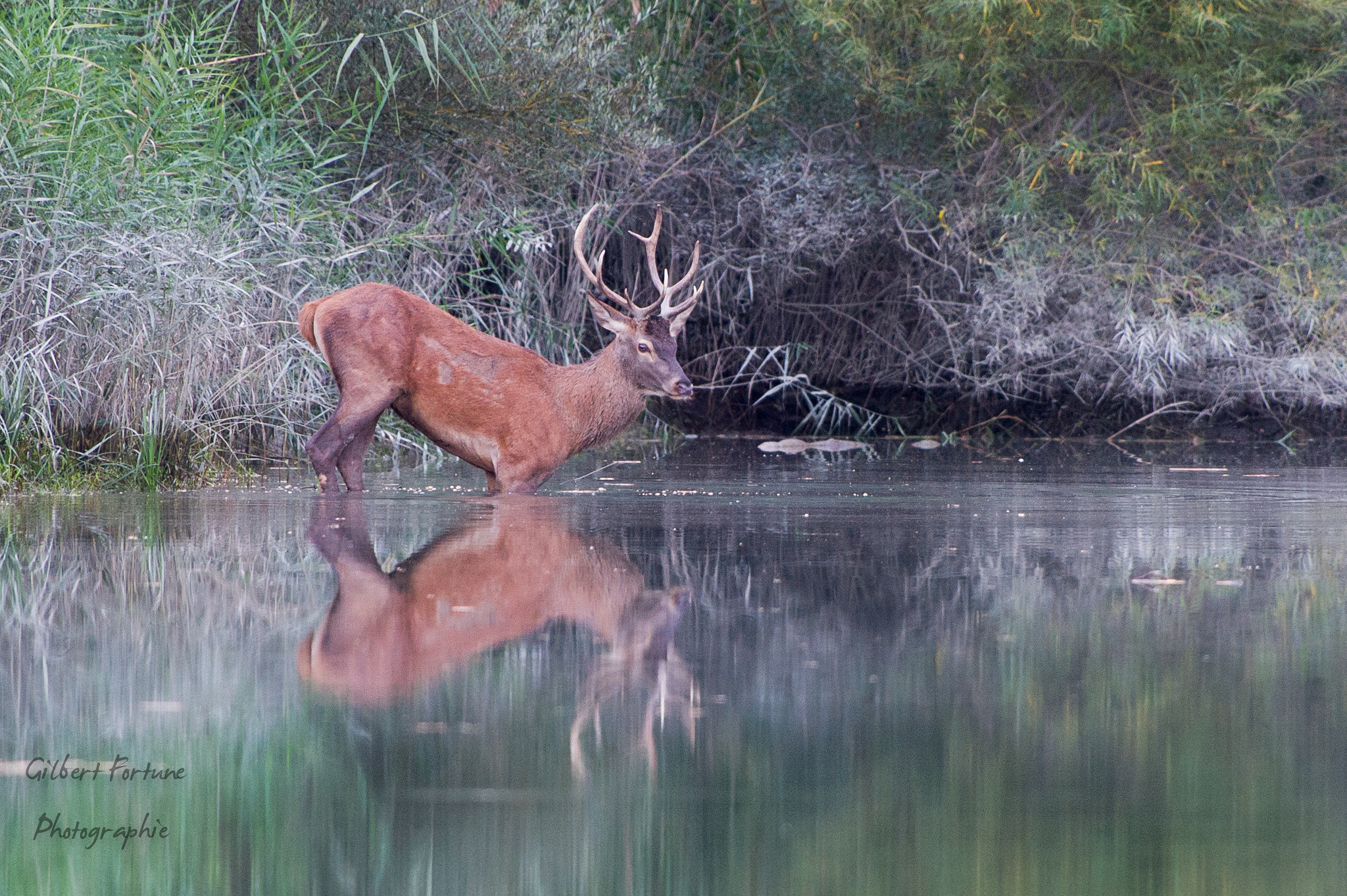 Nikon AF-S Nikkor 300mm F2.8G ED VR II sample photo. Cerf photography