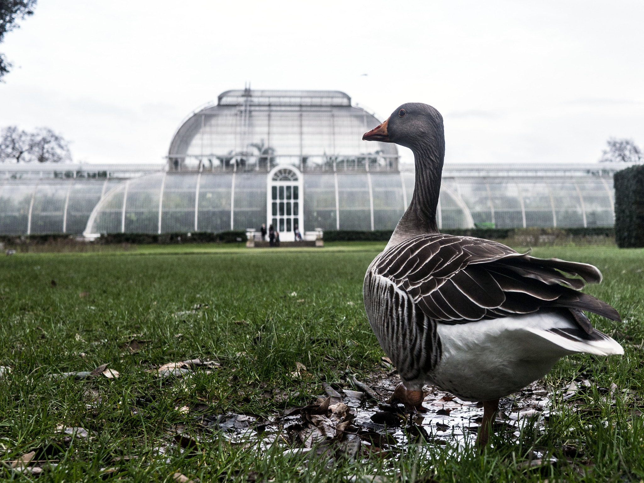 Panasonic Lumix DMC-GF6 + LUMIX G 20/F1.7 II sample photo. Kew gardens duck photography