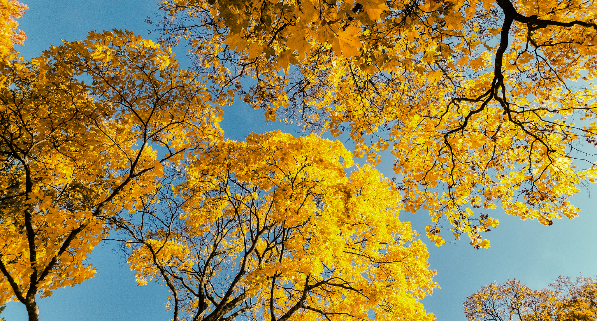 Nikon D300 sample photo. Yellow sky photography