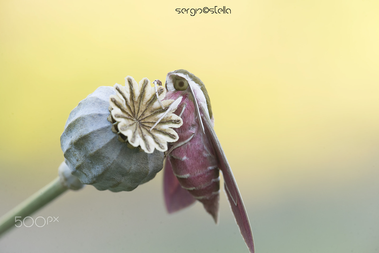 Sigma 150mm F2.8 EX DG Macro HSM sample photo. Sfinge dell'euforbia___ photography