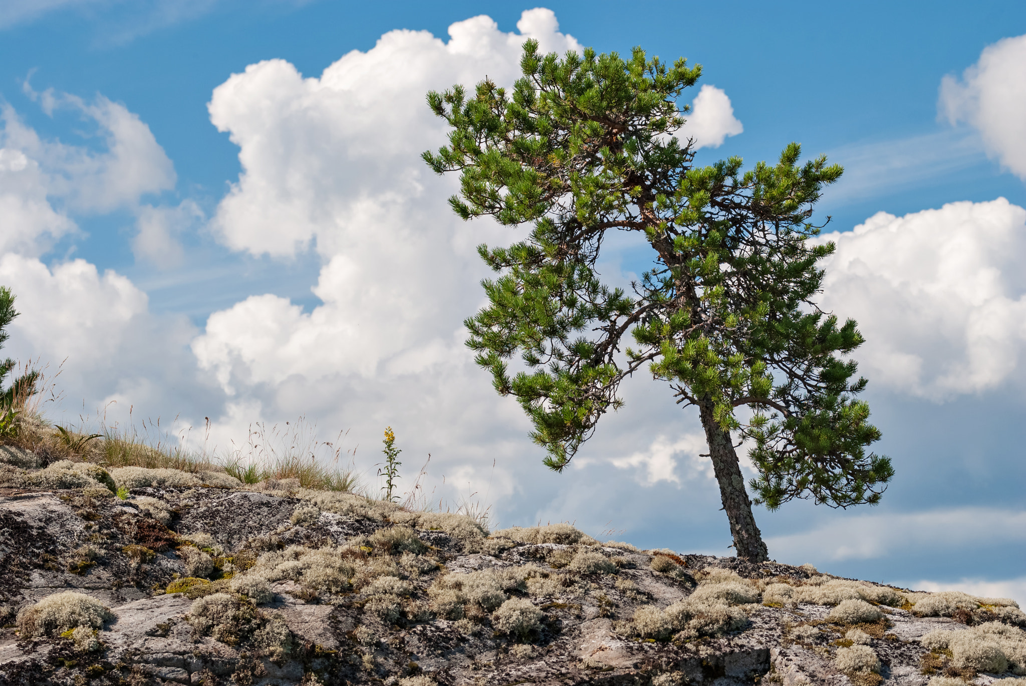 Nikon D3000 sample photo. The tree on the slope. photography