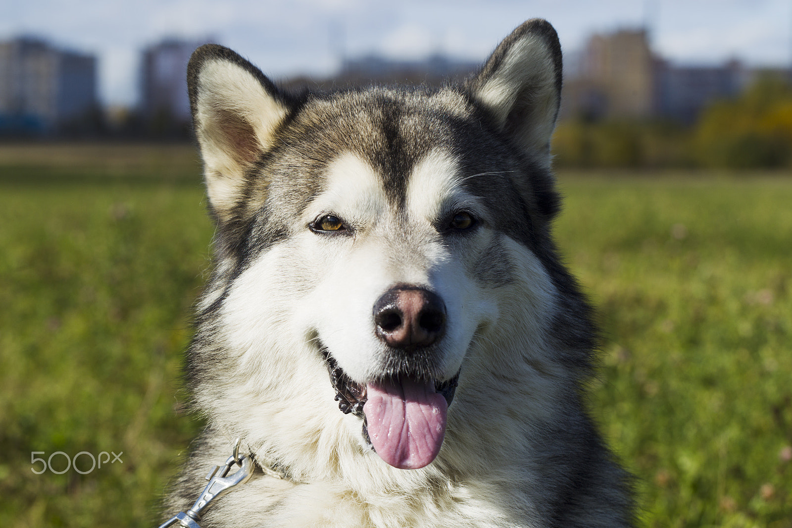 Canon EF 100mm F2.8L Macro IS USM sample photo. Sled dog breed malamute photography