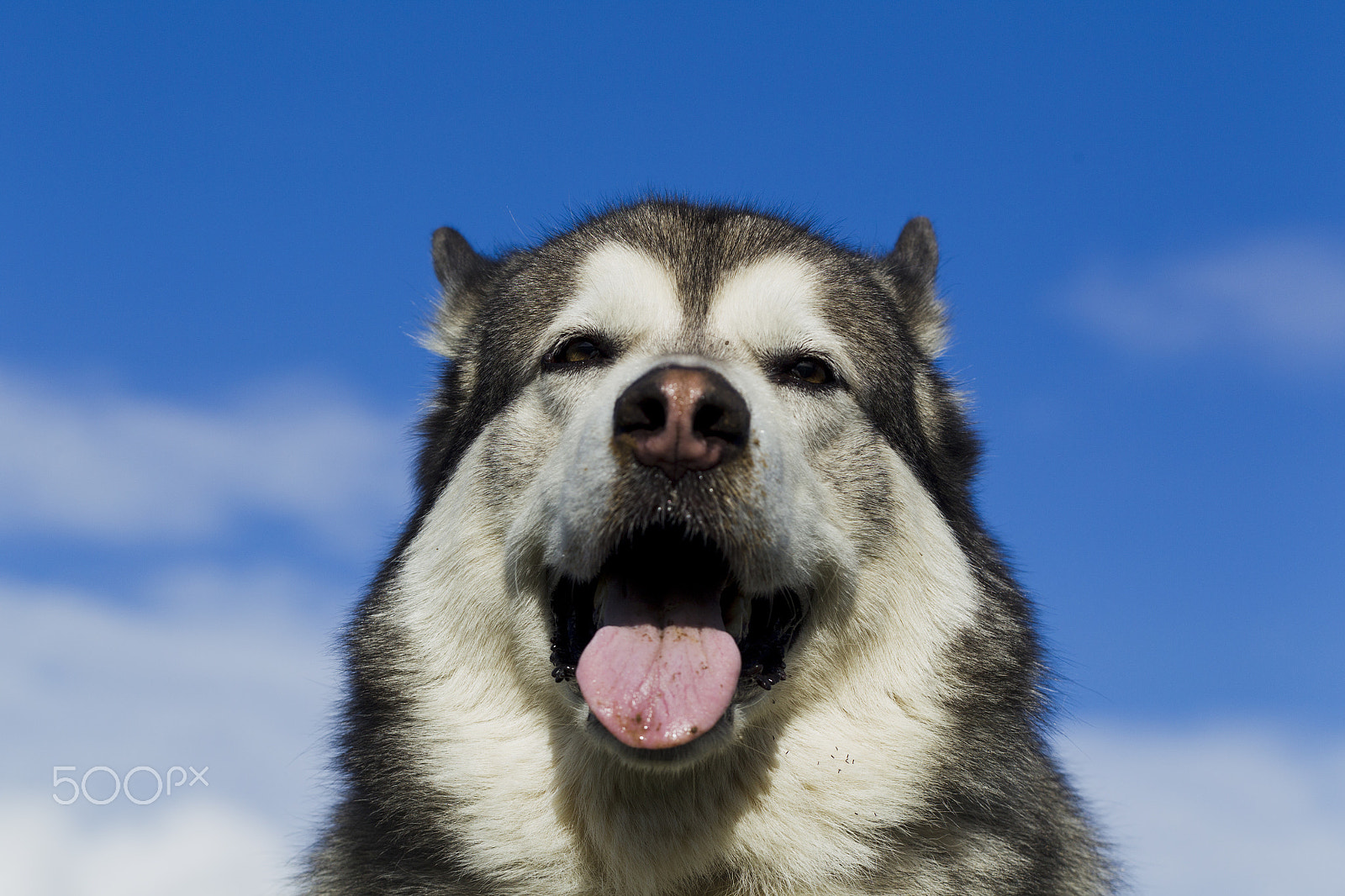 Canon EF 100mm F2.8L Macro IS USM sample photo. Sled dog breed malamute photography