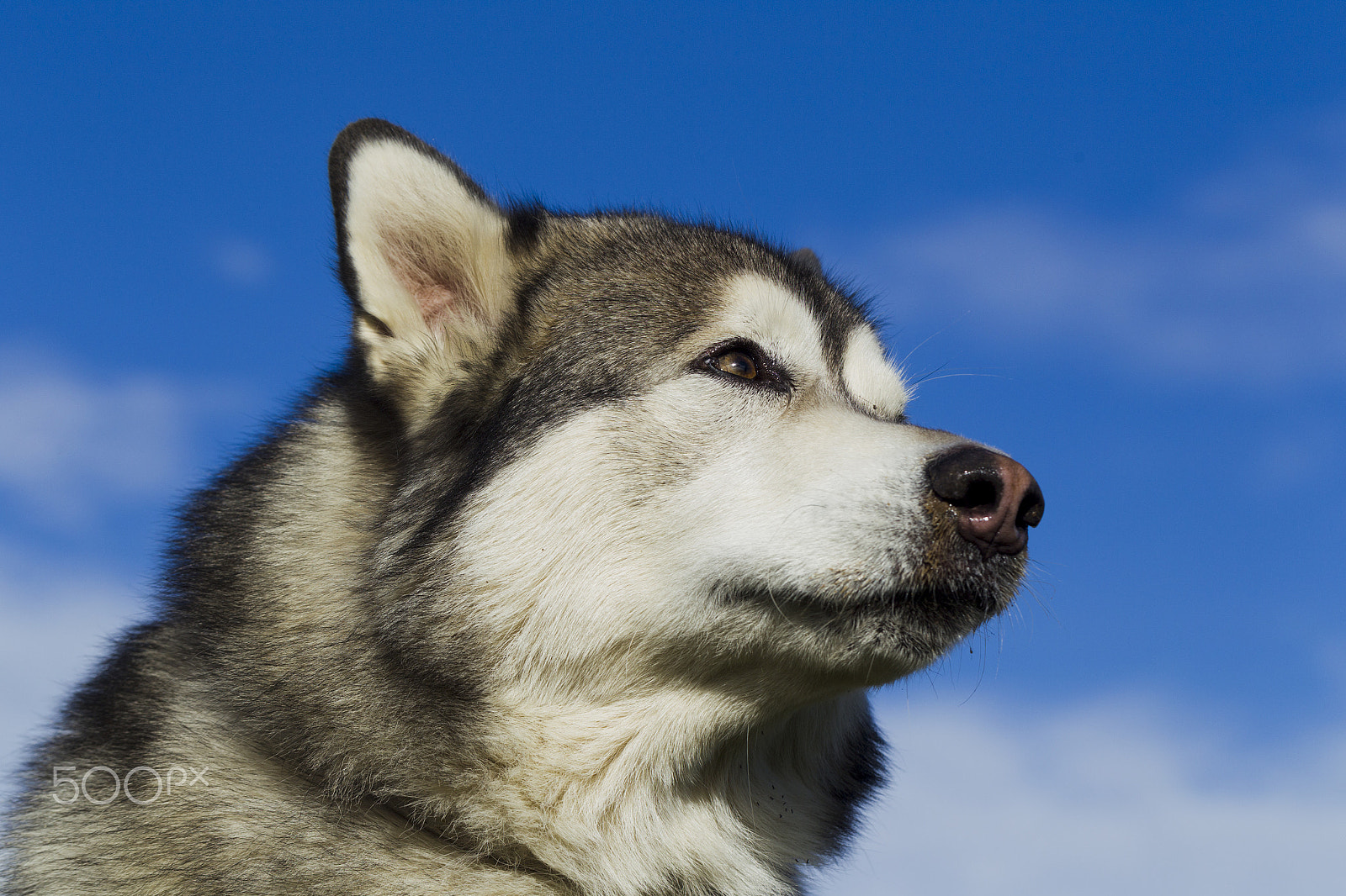 Canon EF 100mm F2.8L Macro IS USM sample photo. Sled dog breed malamute photography