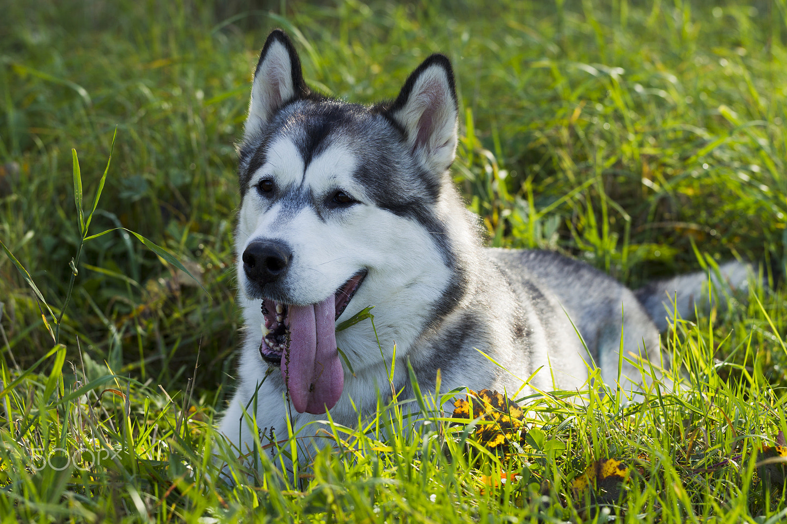Canon EF 100mm F2.8L Macro IS USM sample photo. Sled dog breed malamute photography