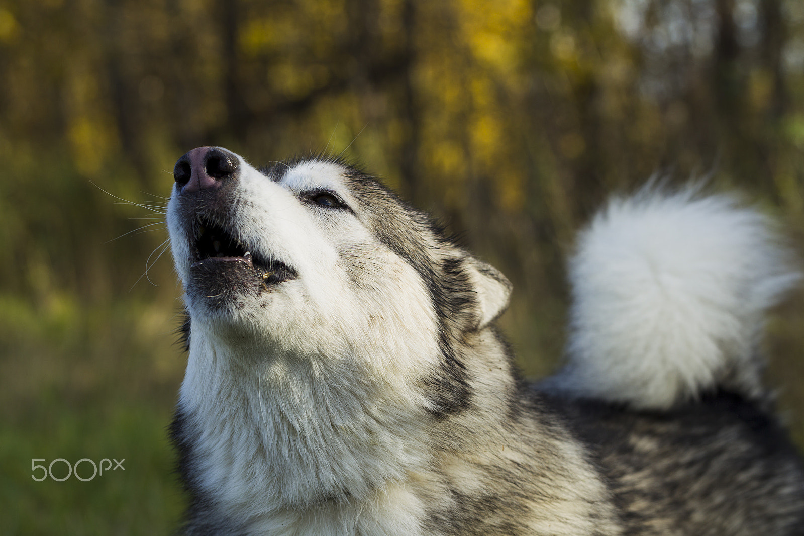 Canon EF 100mm F2.8L Macro IS USM sample photo. Sled dog breed malamute photography