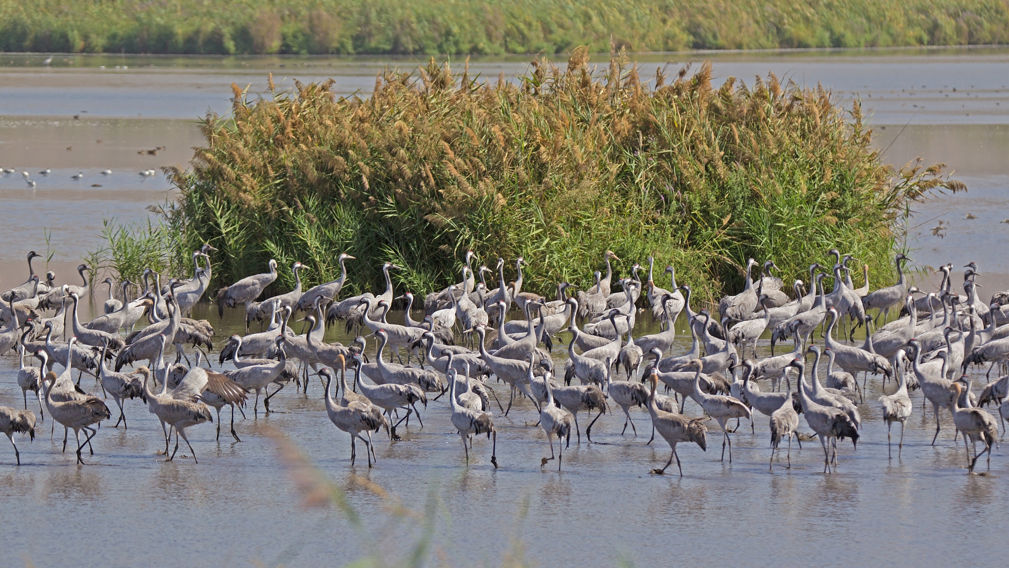 Canon EOS-1D Mark IV sample photo. Cranes at hula lake photography