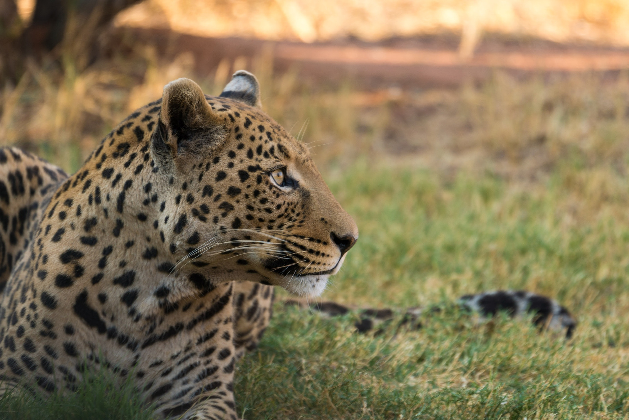 Sony a6300 sample photo. Wahu the leopard photography