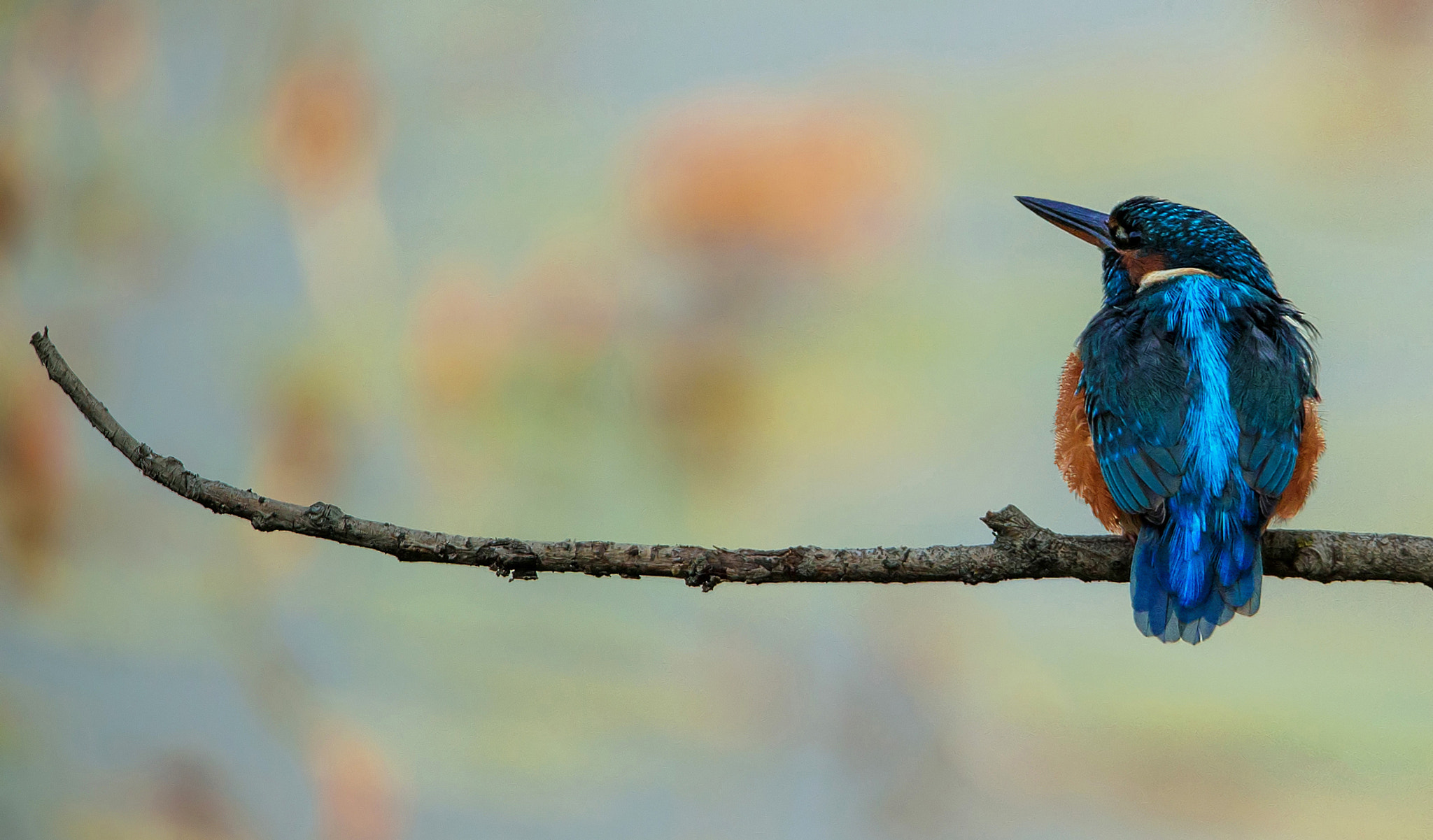 Sigma 150-600mm F5-6.3 DG OS HSM | C sample photo. Martino3! photography