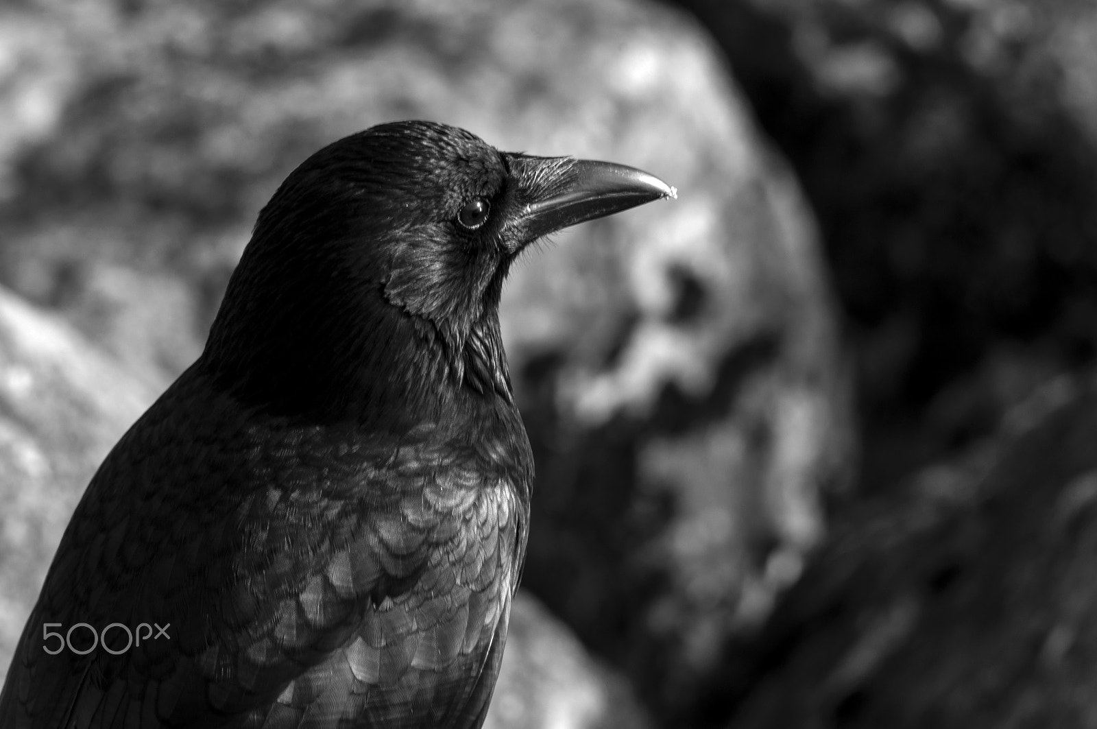 Tamron AF 70-300mm F4-5.6 Di LD Macro sample photo. The crow photography
