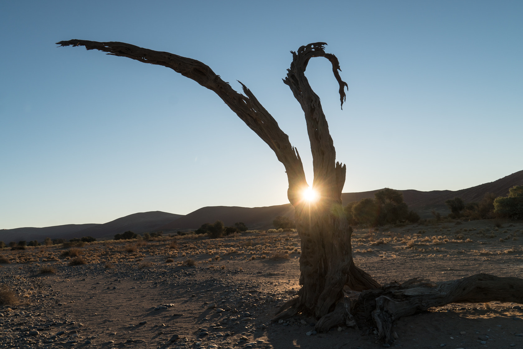 Sony E 18-200mm F3.5-6.3 OSS sample photo. Tree, sossusvlei, namibia photography