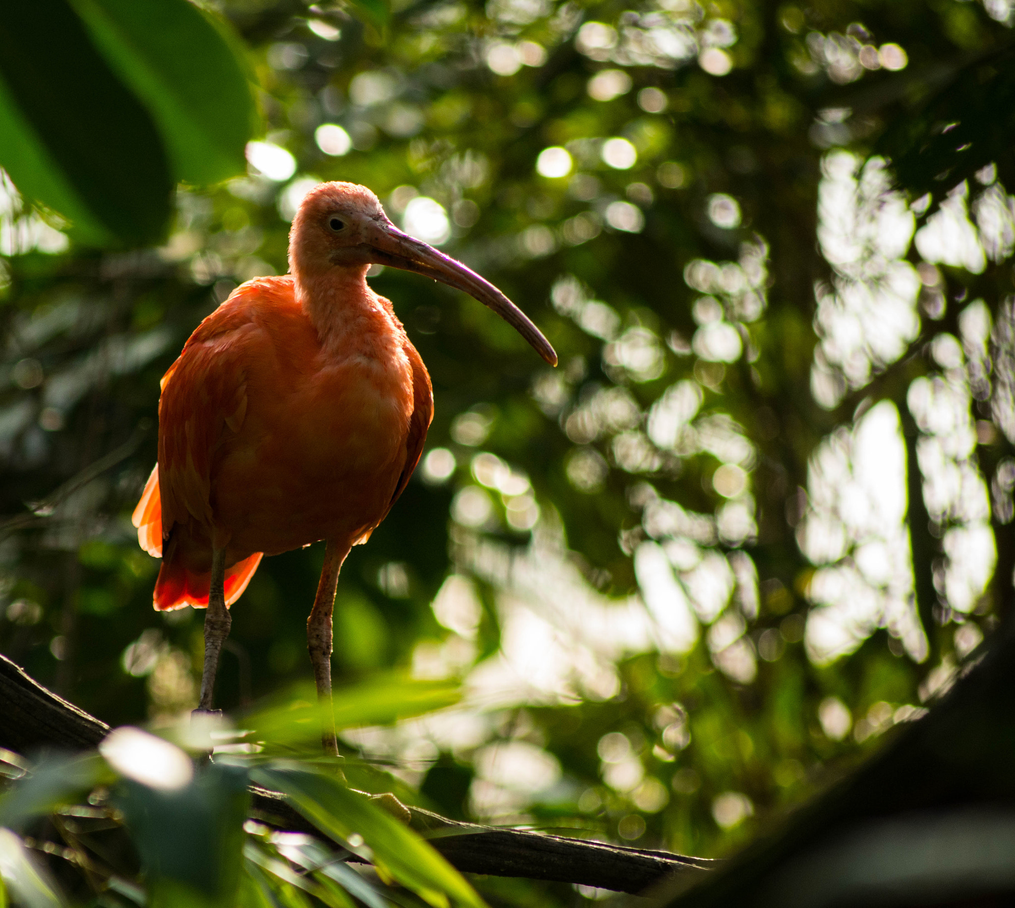 Sigma 70-300mm F4-5.6 APO DG Macro sample photo. Ibis  photography