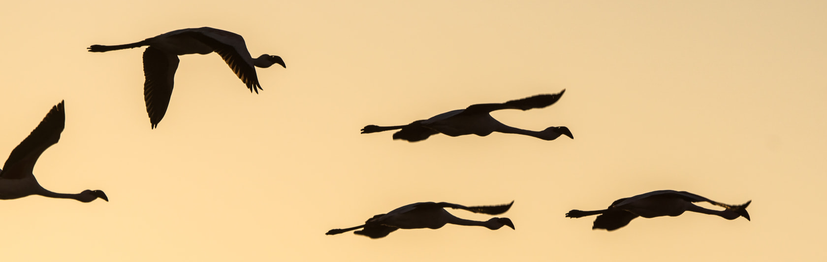 Sony 70-400mm F4-5.6 G SSM II sample photo. Lesser flamingo, skeleton coast, namibia photography