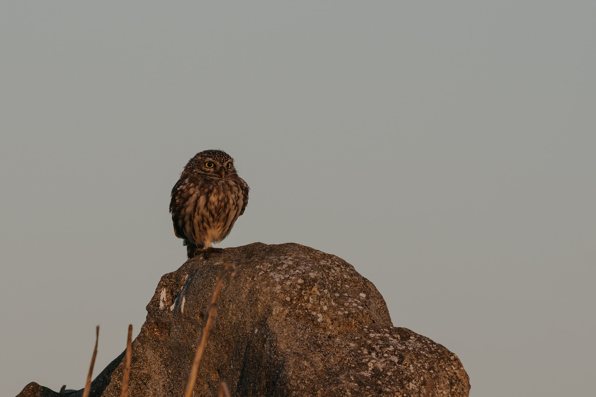 Sony 300mm F2.8 G SSM II sample photo. The sun had just risen photography