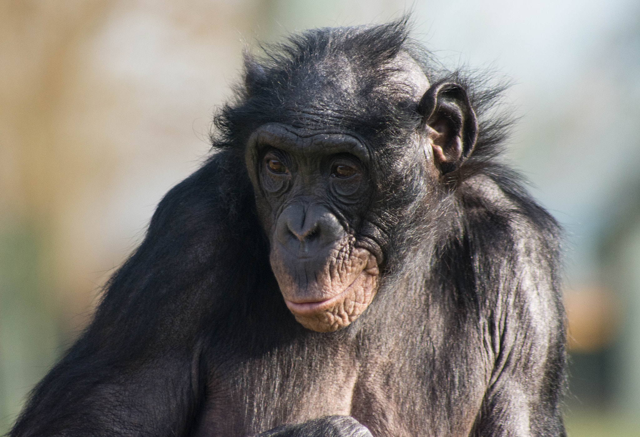 Sigma 70-300mm F4-5.6 APO DG Macro sample photo. Chimp photography