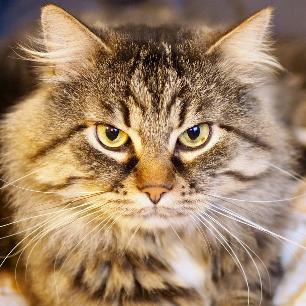 Olympus OM-D E-M5 II sample photo. Terry the cat photography