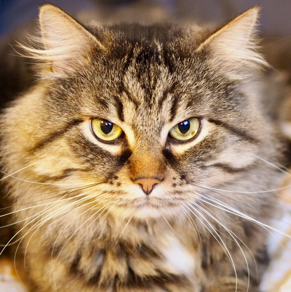 Olympus OM-D E-M5 II + Panasonic Leica DG Summilux 25mm F1.4 II ASPH sample photo. Terry the cat photography