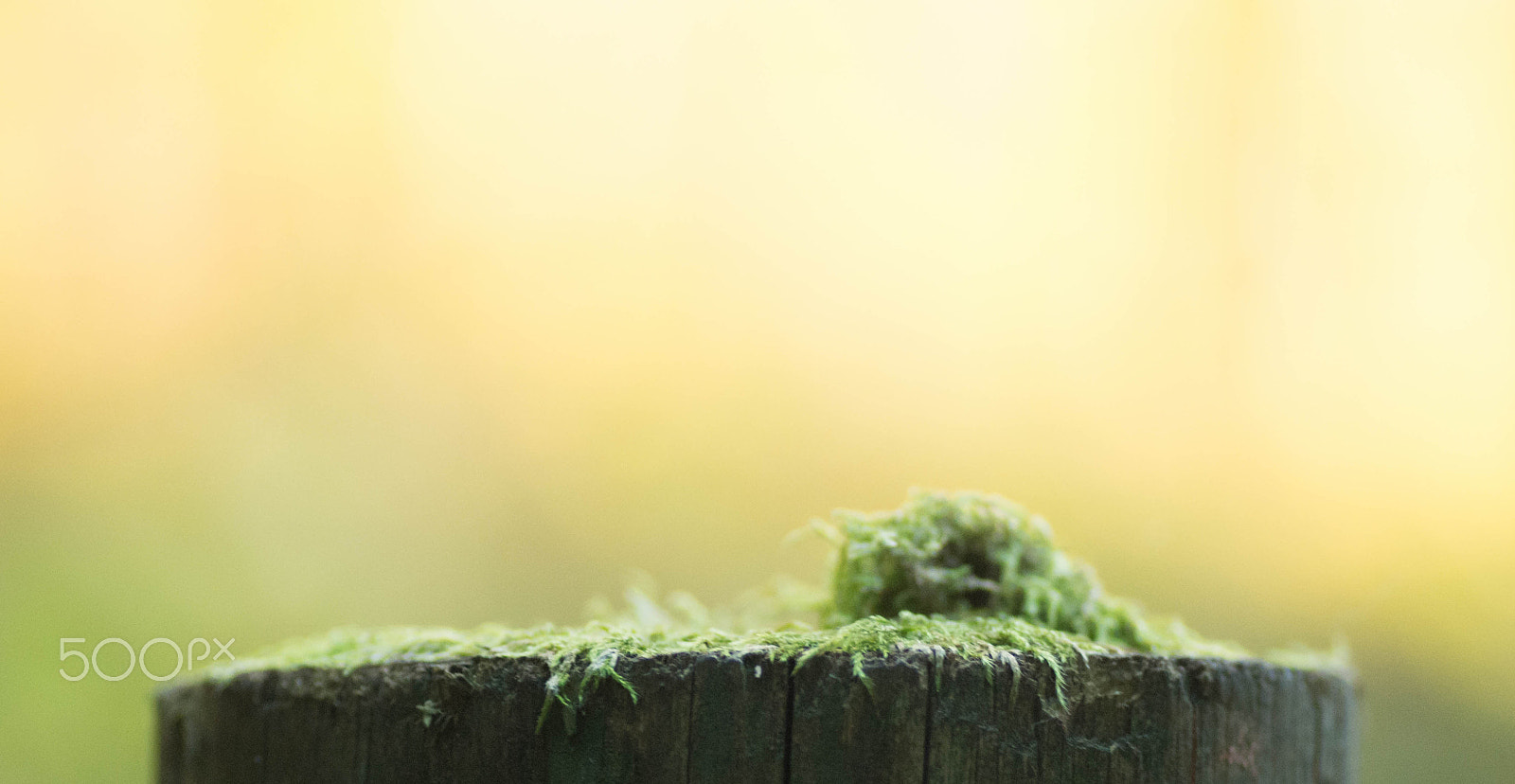 Pentax K-30 + Tamron SP AF 90mm F2.8 Di Macro sample photo. Sunset in the forest photography
