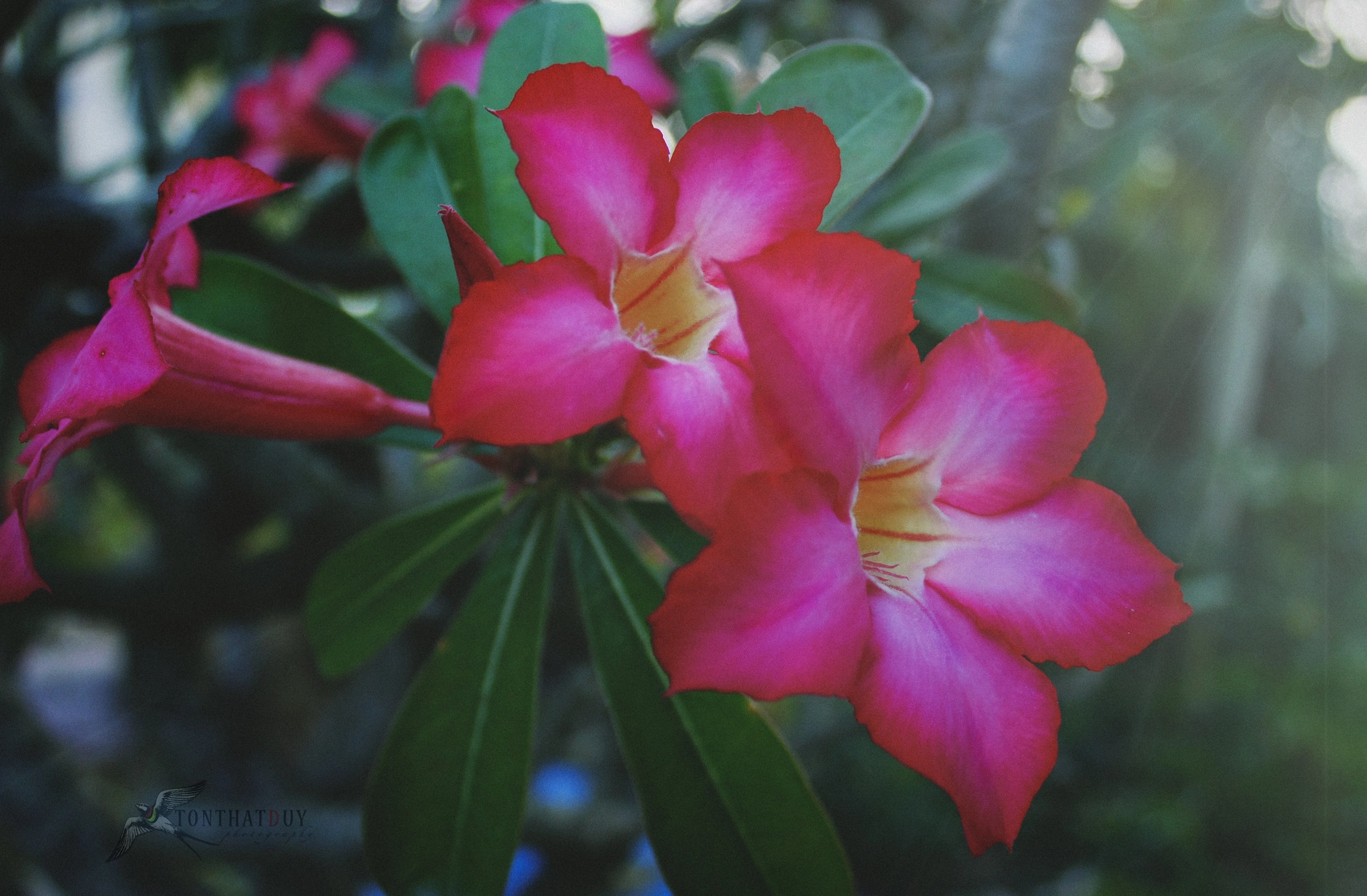 Canon EOS 450D (EOS Rebel XSi / EOS Kiss X2) sample photo. Red frangipani photography