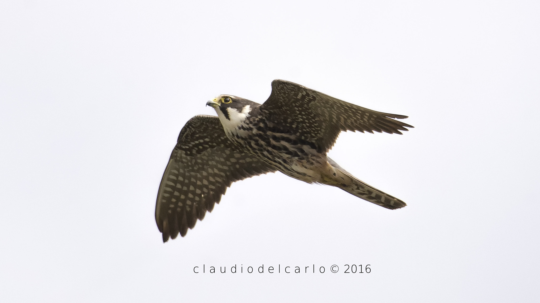 Sigma 150-600mm F5-6.3 DG OS HSM | S sample photo. Lodolaio photography
