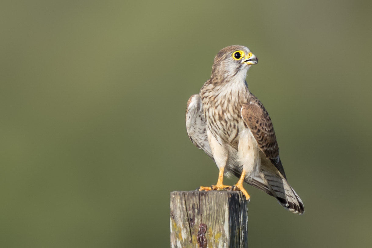 Canon EF 400mm F2.8L IS II USM sample photo. Turmfalke photography