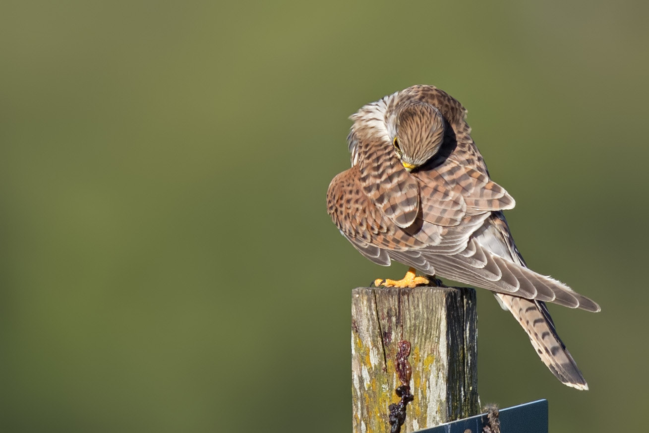 Canon EF 400mm F2.8L IS II USM sample photo. Turmfalke photography