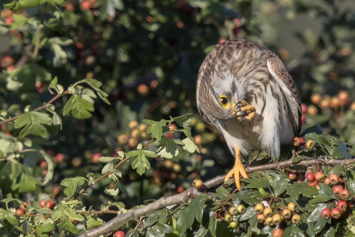 Canon EF 400mm F2.8L IS II USM sample photo. Turmfalke photography