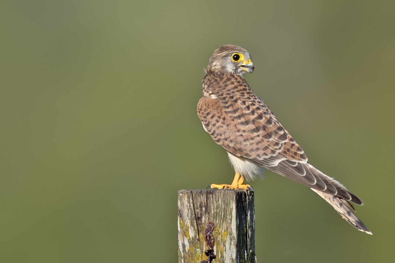 Canon EOS-1D X Mark II + Canon EF 400mm F2.8L IS II USM sample photo. Turmfalke photography