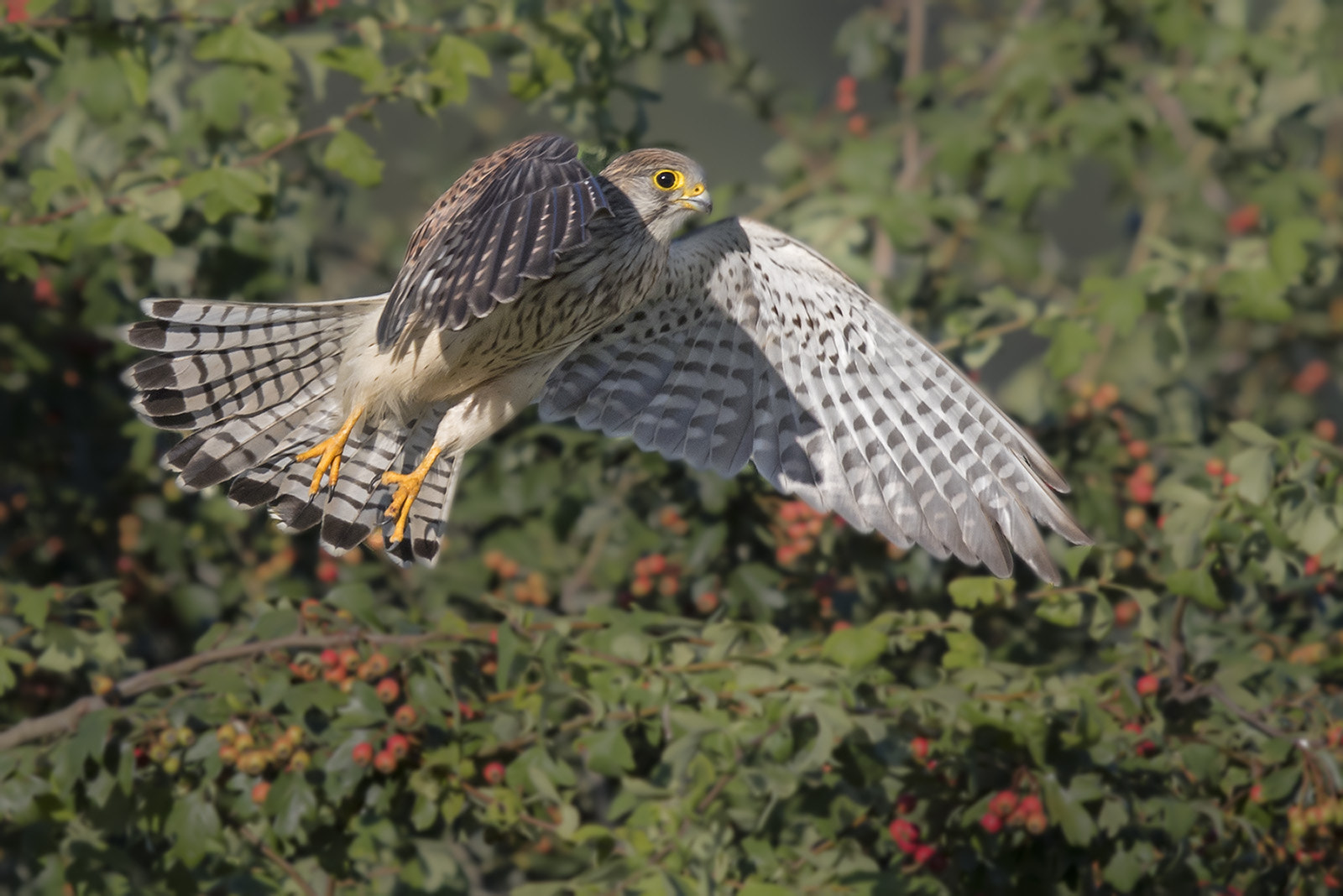 Canon EF 400mm F2.8L IS II USM sample photo. Turmfalke photography