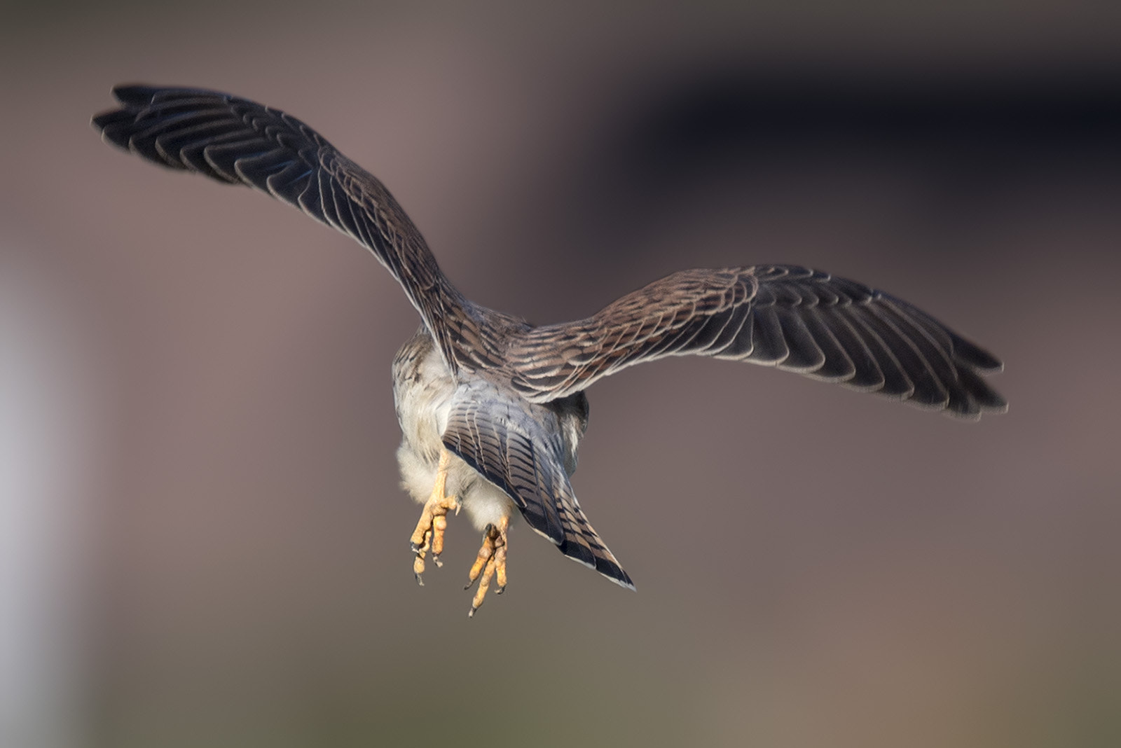 Canon EF 400mm F2.8L IS II USM sample photo. Turmfalke photography