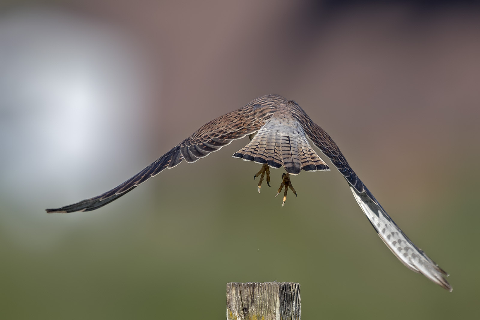 Canon EF 400mm F2.8L IS II USM sample photo. Turmfalke photography
