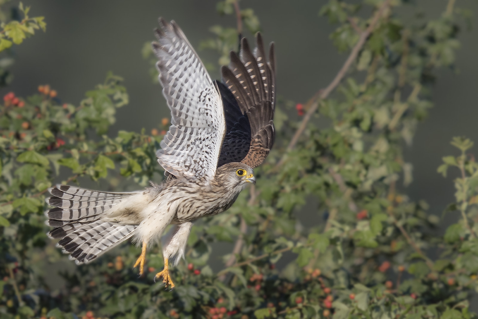 Canon EF 400mm F2.8L IS II USM sample photo. Turmfalke photography