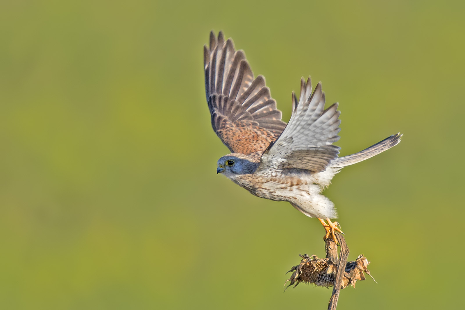 Canon EF 400mm F2.8L IS II USM sample photo. Turmfalke photography