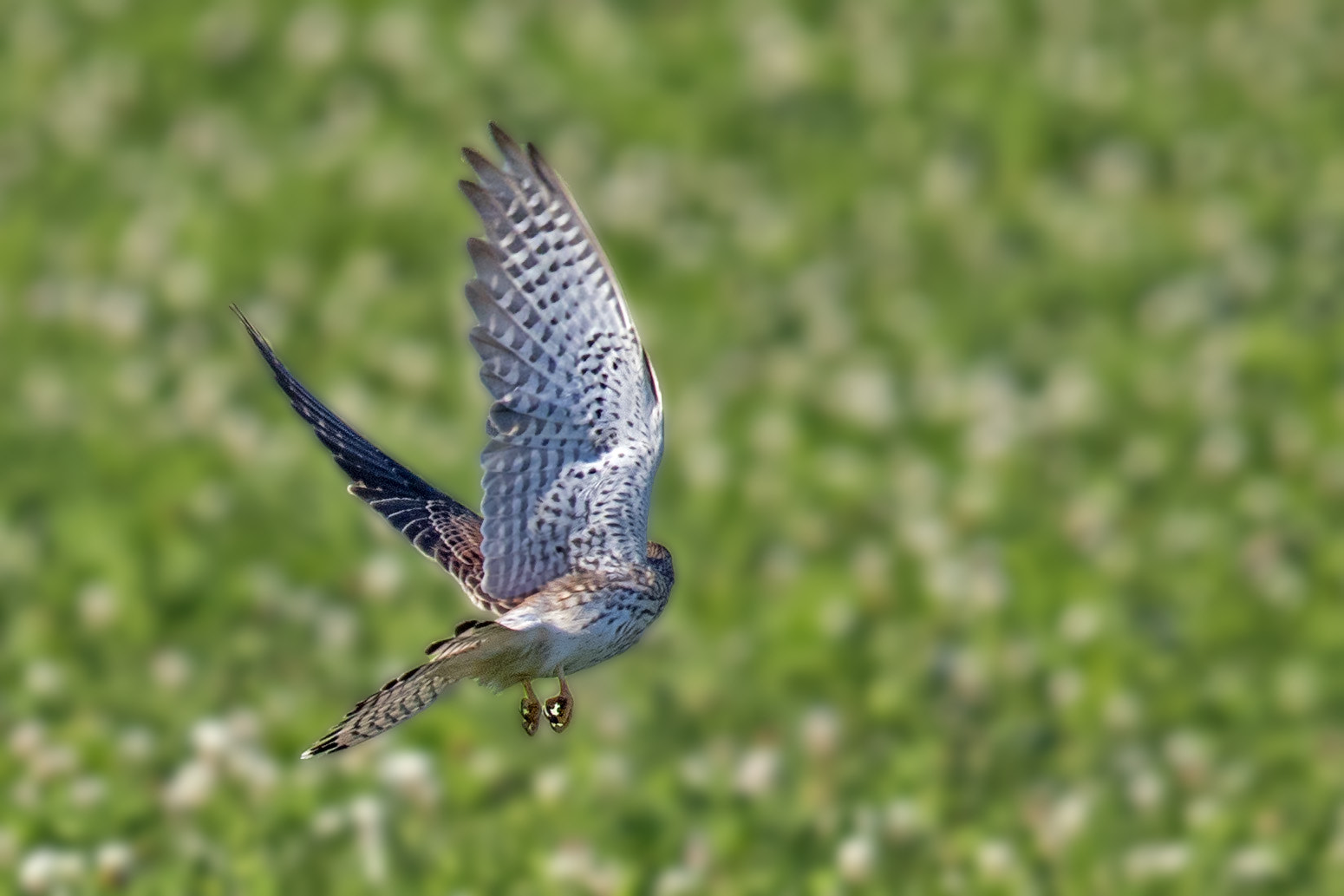Canon EF 400mm F2.8L IS II USM sample photo. Turmfalke photography