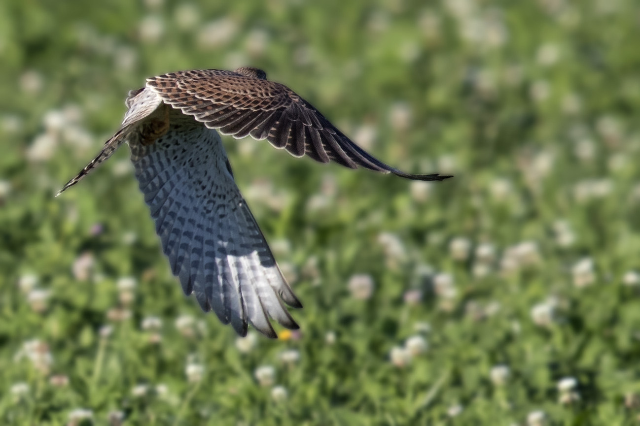 Canon EF 400mm F2.8L IS II USM sample photo. Turmfalke photography